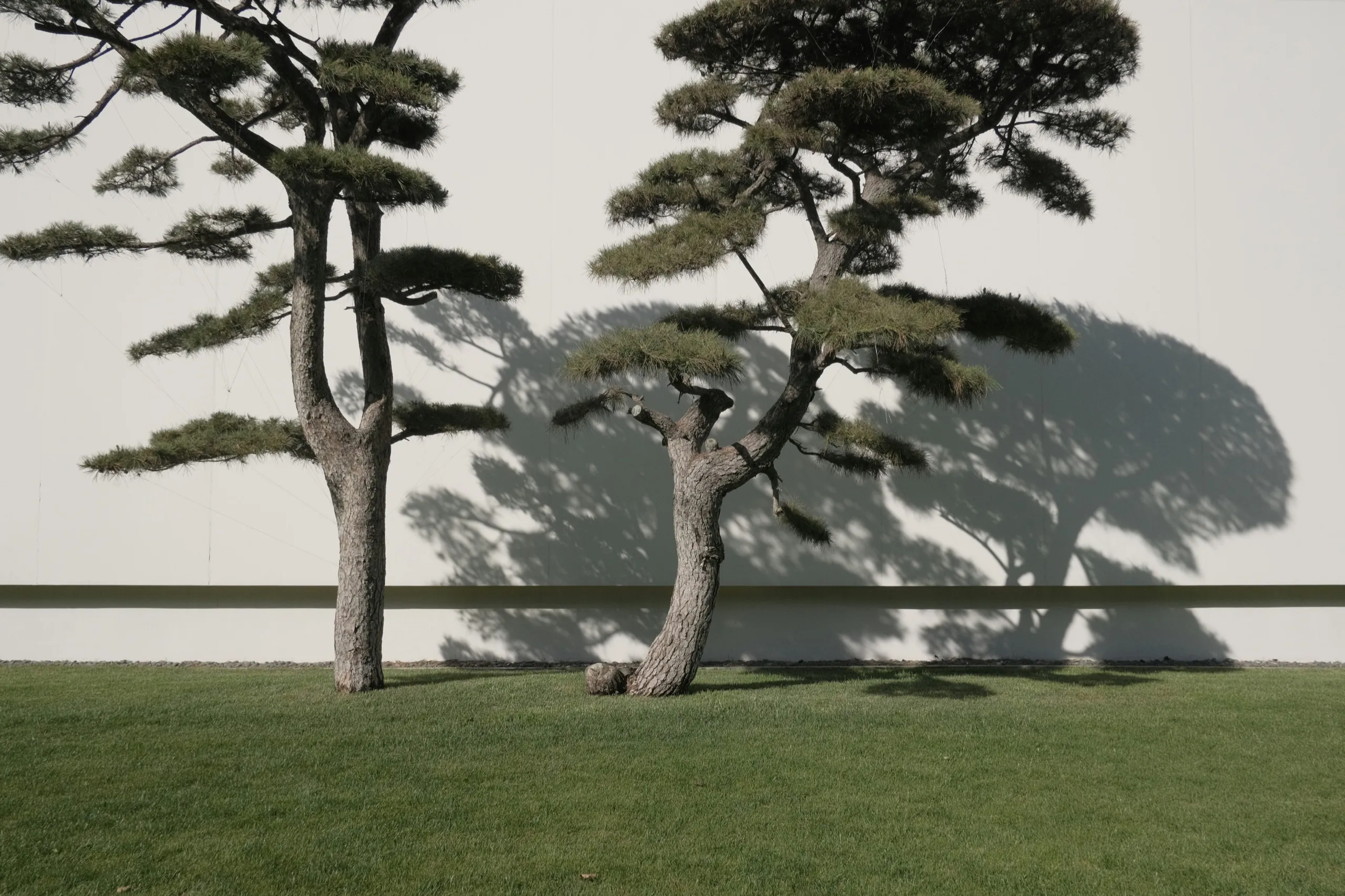 Two pruned pine trees on a lawn casting soft shadows on a white wall