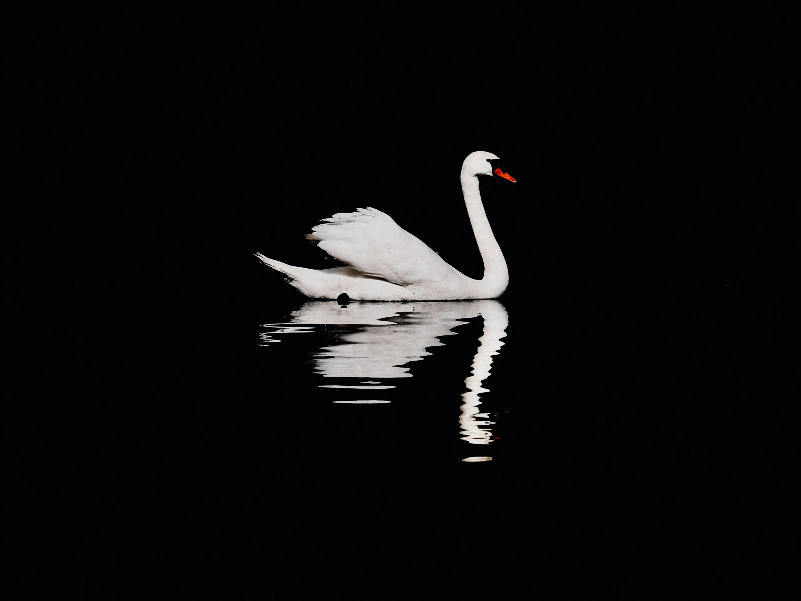 A white swan and its reflection on black water