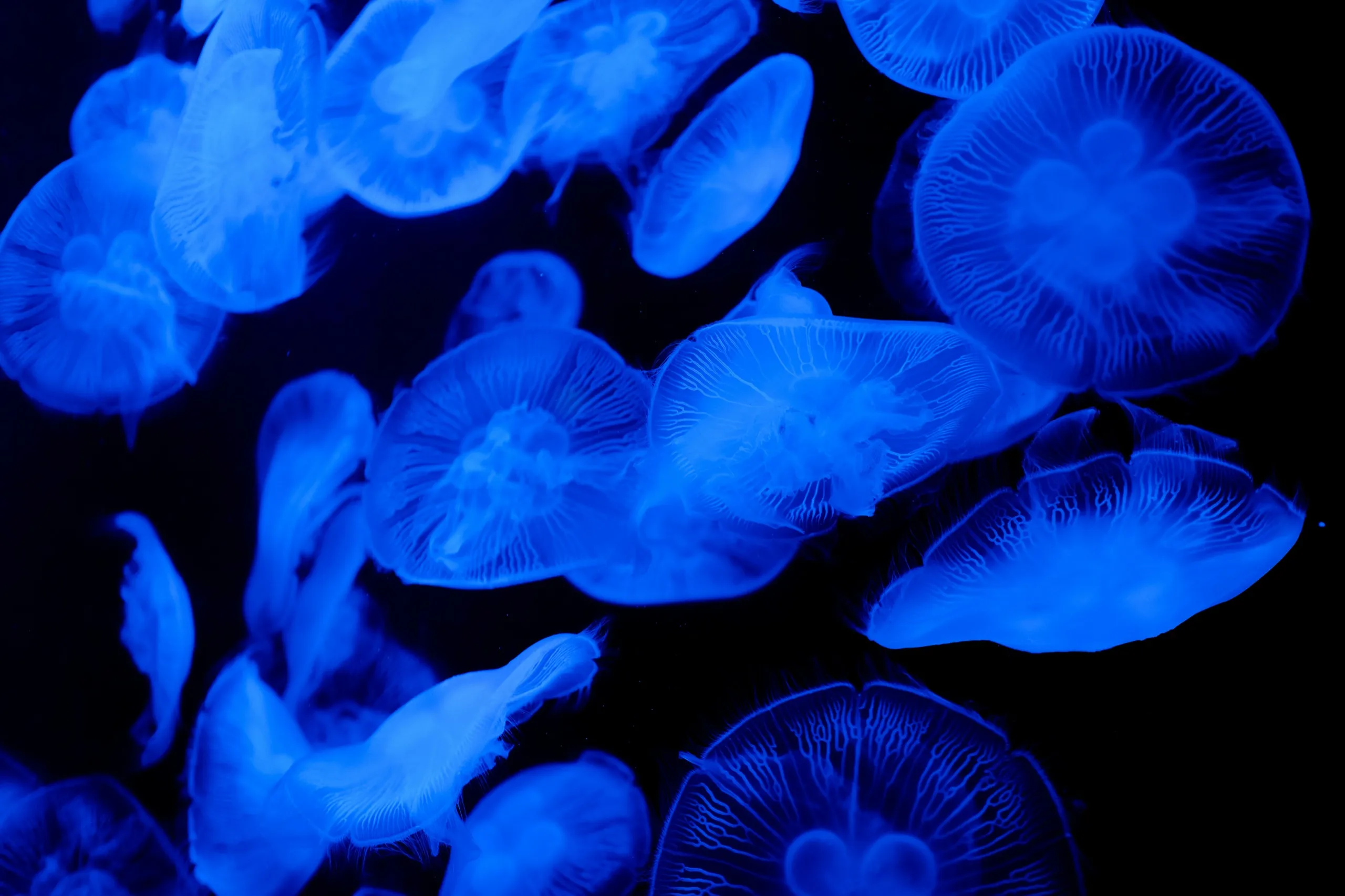Moon jellyfish glowing blue in dark water