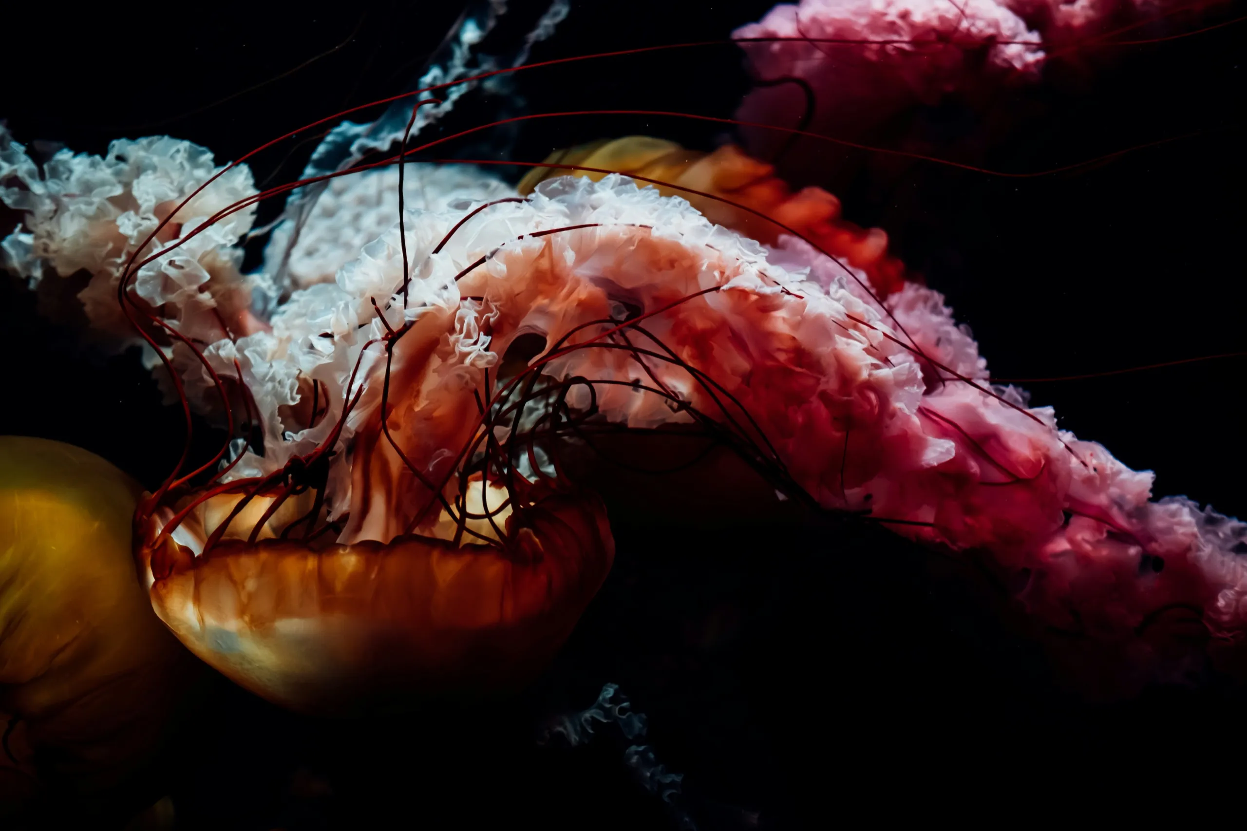 Red and amber jellyfish with long tentacles against a black background